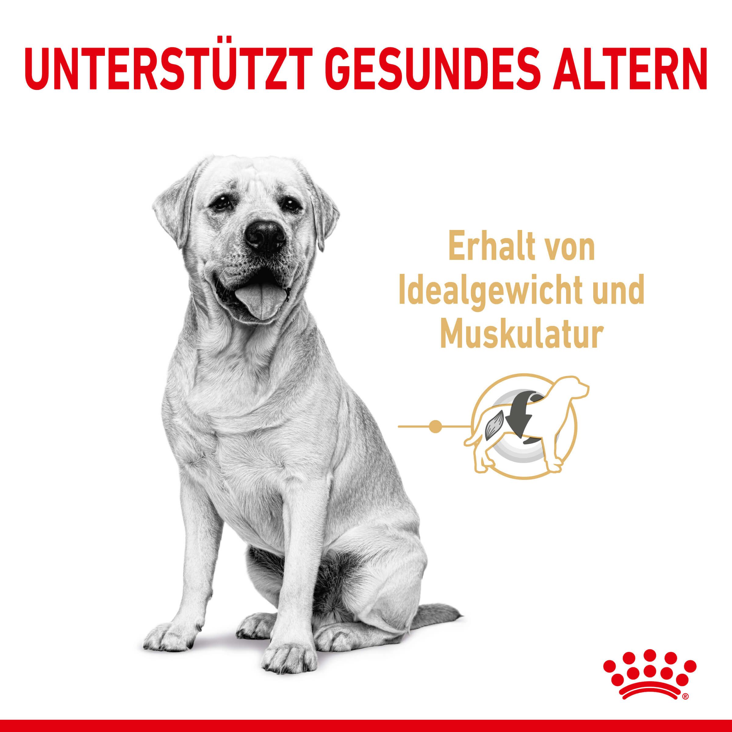 Royal Canin Labrador Retriever Adult 5+ hondenvoer