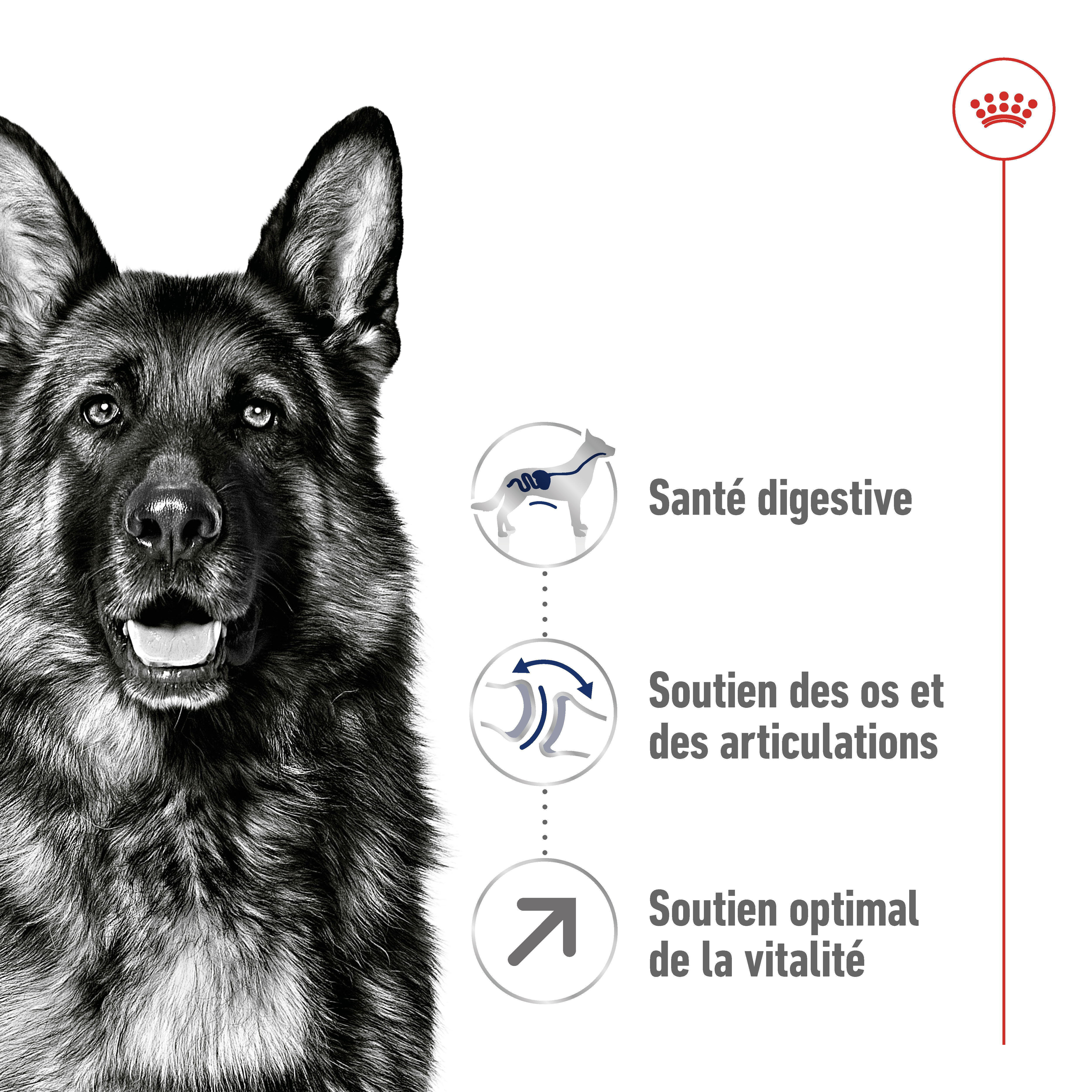 Royal Canin Maxi Adult 5+ Hondenvoer