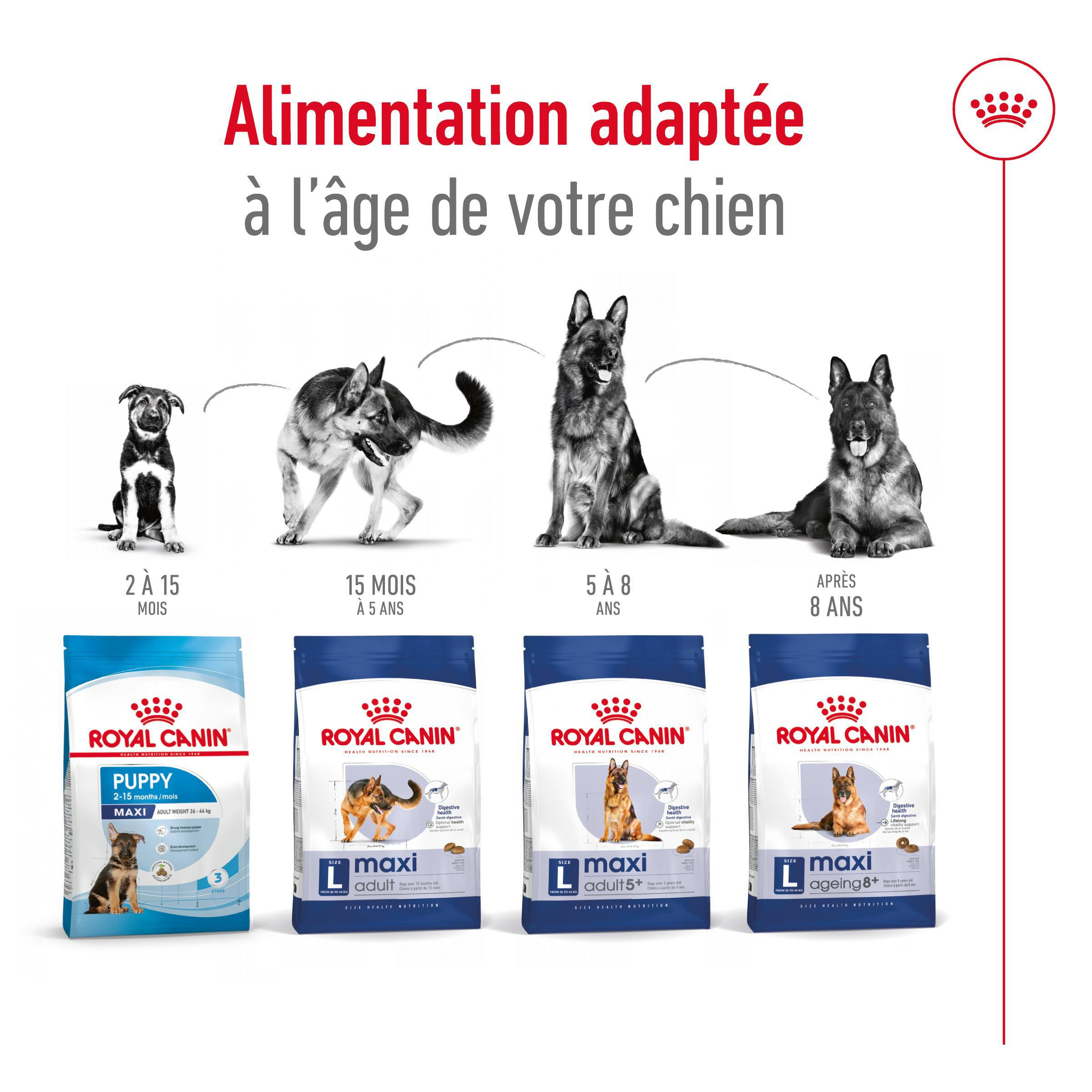 Royal Canin Maxi Ageing 8+ pour chien