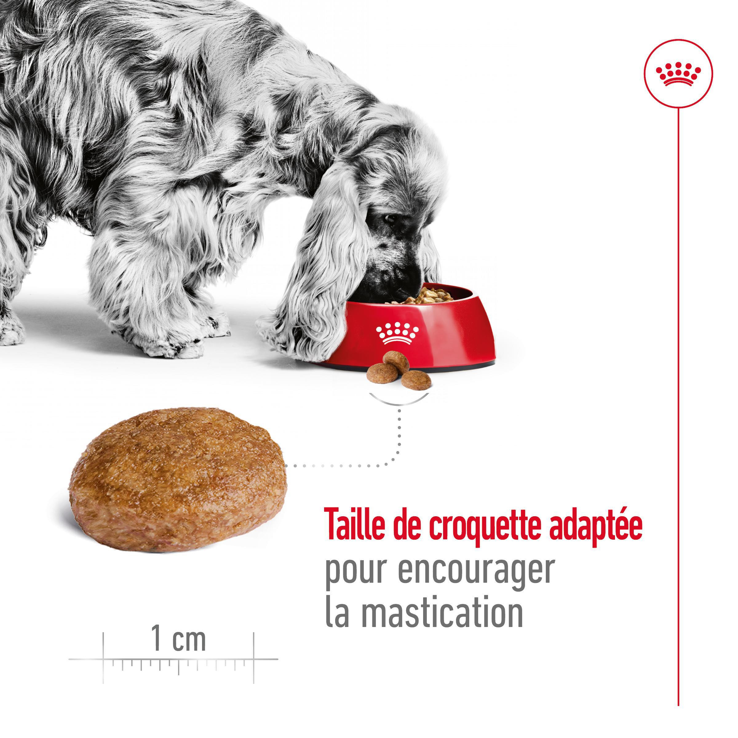 Royal Canin Medium Adult 7+ pour chien