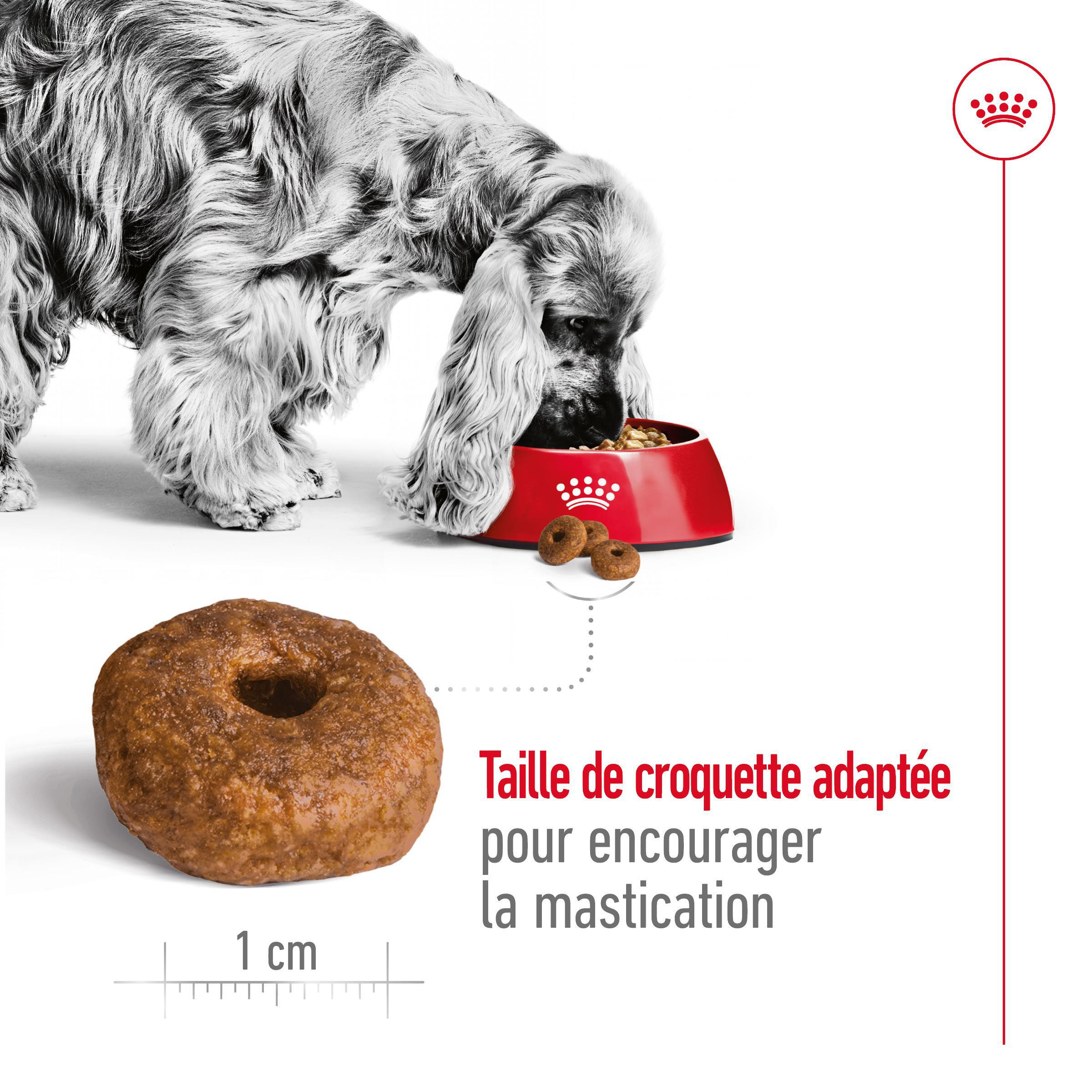 Royal Canin Medium Ageing 10+ pour chien