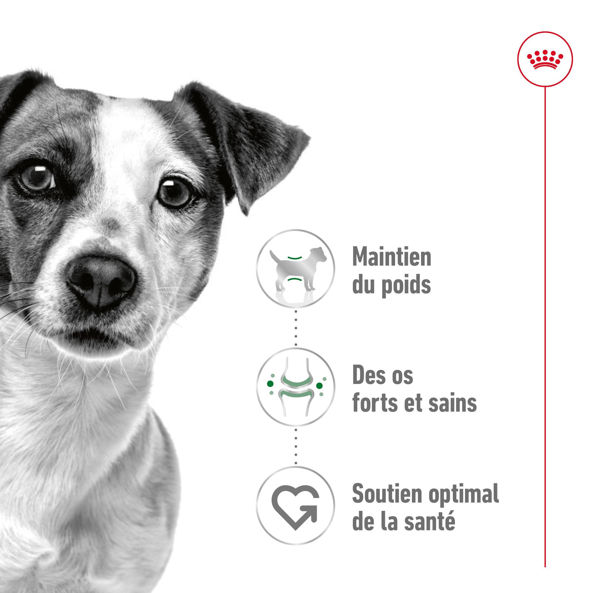 Royal Canin Mini Adult pour chien