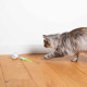 Racing roller jouet pour chat