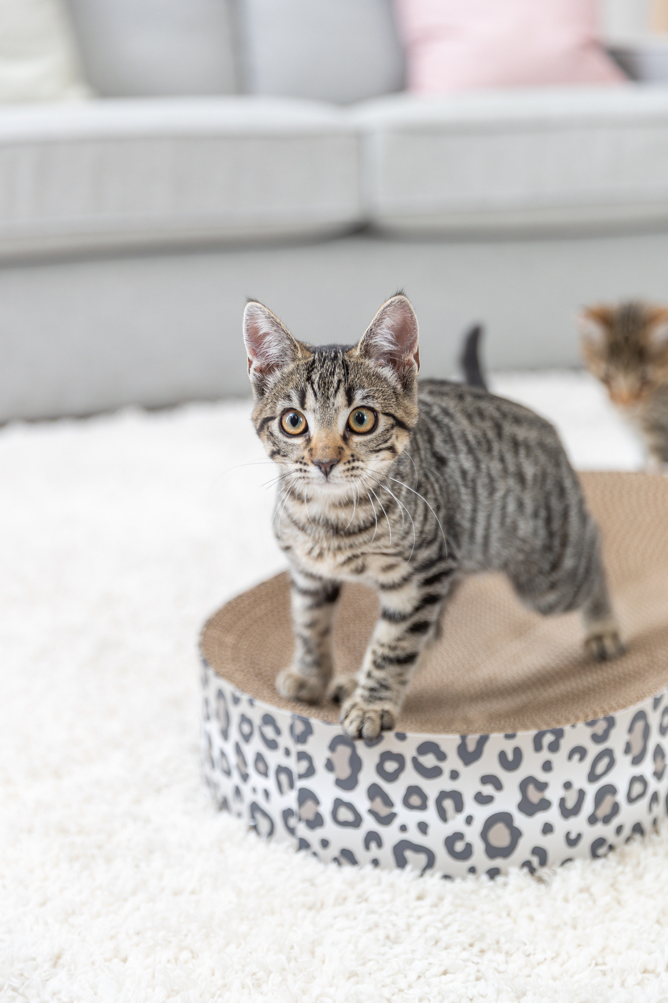 Krabmand Leo met catnip voor de kat