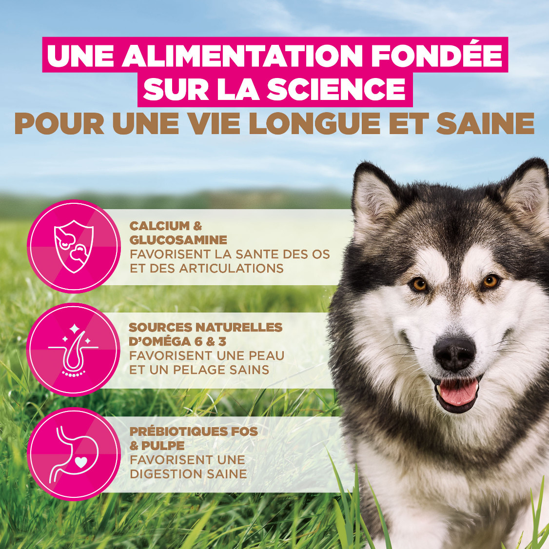 Eukanuba Adult L/XL graanvrij zeevis hondenvoer