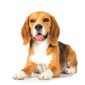 Beagle Hundefutter