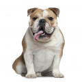 Englische Bulldogge