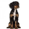 King Charles Spaniel