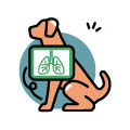 Voies respiratoires et poumons chien