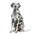 Dalmatien