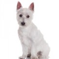 West Highland White Terrier